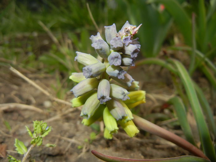 Muscari Golden Fragrance (2015, Apr.15)