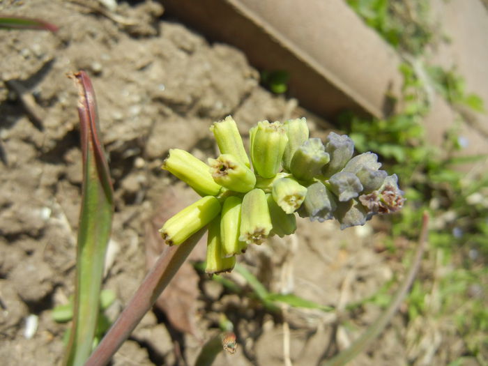 Muscari Golden Fragrance (2015, Apr.16)