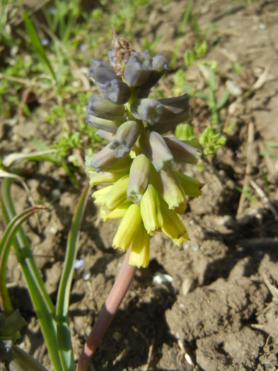 Muscari Golden Fragrance (2015, Apr.16) - Muscari Golden Fragrance