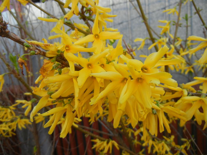 Forsythia x intermedia (2015, April 11)