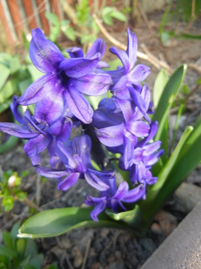 Hyacinth Peter Stuyvesant (2015, Apr.11) - Hyacinth Peter Stuyvesant