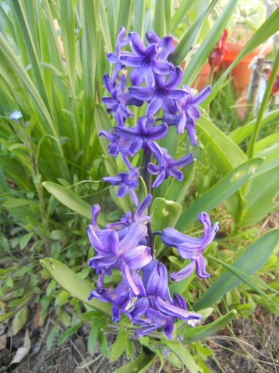 Hyacinth Peter Stuyvesant (2015, Apr.11) - Hyacinth Peter Stuyvesant