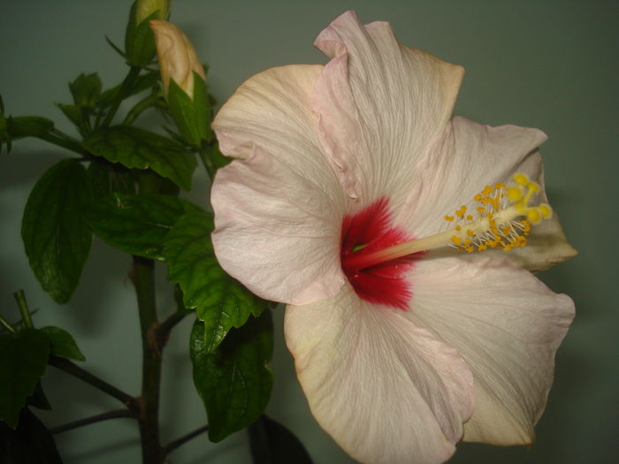 DSC09725 - Hibiscus Saint Tropez