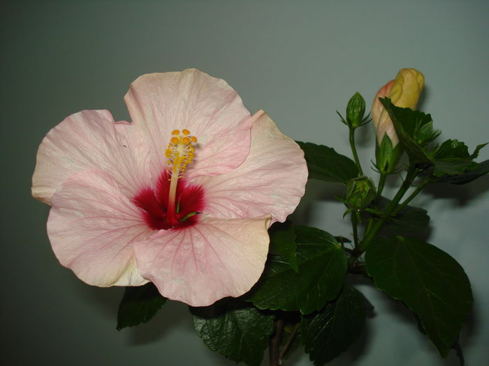 DSC00270 - Hibiscus Saint Tropez