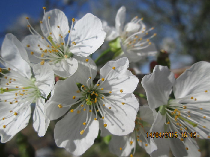 IMG_1606 - La tara in aprilie 2015