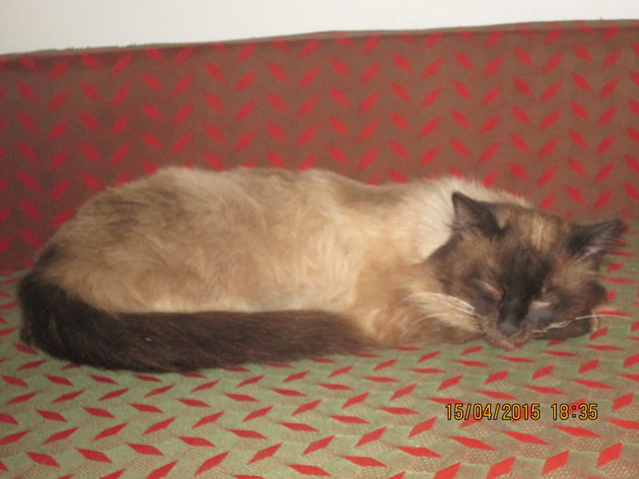 IMG_1683 - La tara in aprilie 2015