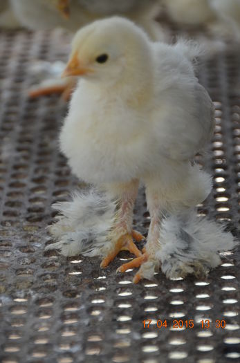 DSC_1175 - puiuti 2015