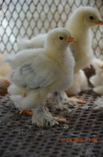 DSC_1177 - puiuti 2015