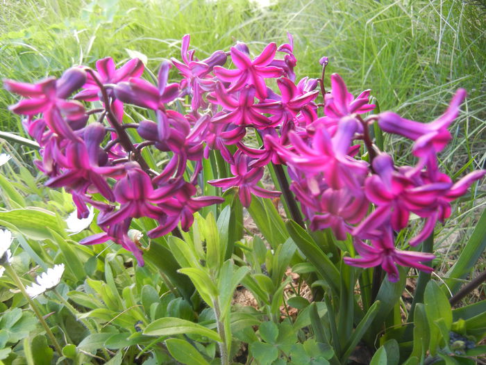 Hyacinth Woodstock (2015, April 11)