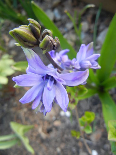 Hyacinth Isabelle (2015, April 11)