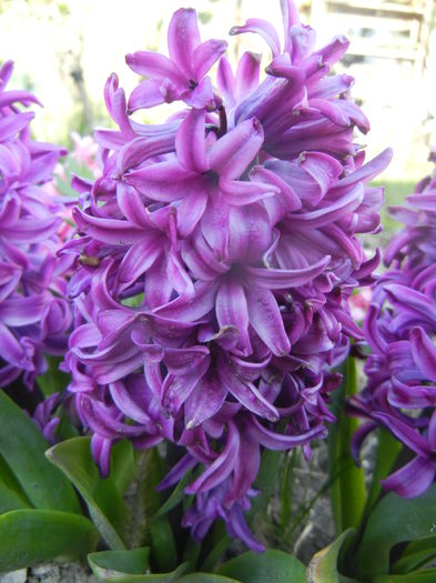 Hyacinth Purple Sensation (2015, Apr.11) - Hyacinth Purple Sensation