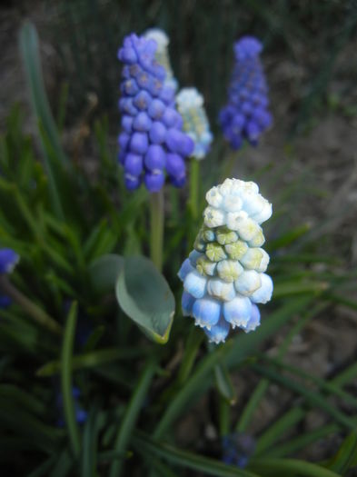 Muscari Peppermint (2015, April 11)