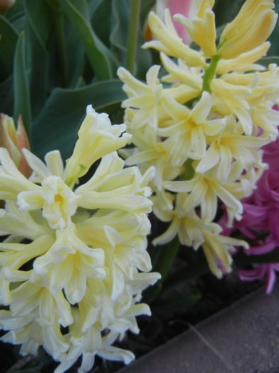 Hyacinth Yellow Queen (2015, April 11)