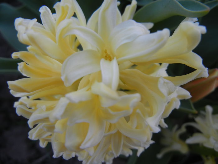 Hyacinth Yellow Queen (2015, April 11)