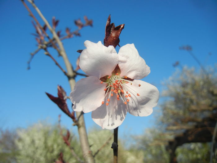 Prunus persica Davidii (2015, April 11) - Prunus persica Davidii