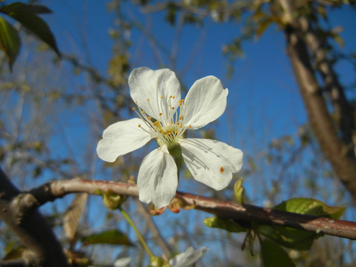 Cherry Blossom. Flori Cires ('15, April 11) - Cherry Tree_Cires Rubin