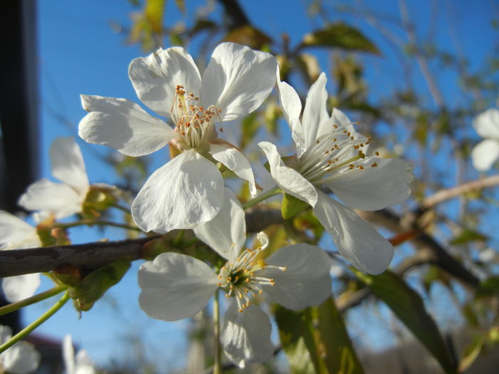 Cherry Blossom. Flori Cires ('15, April 11) - Cherry Tree_Cires Rubin