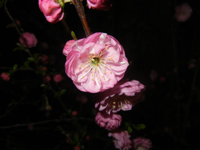 Prunus triloba (2015, April 12) - Prunus triloba