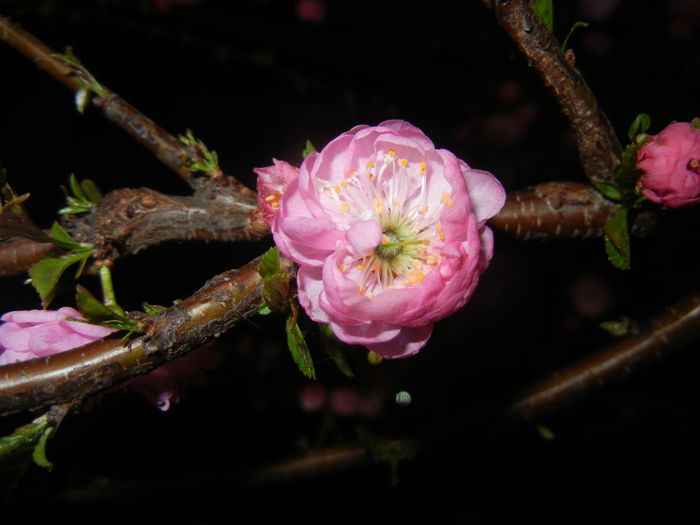 Prunus triloba (2015, April 12) - Prunus triloba