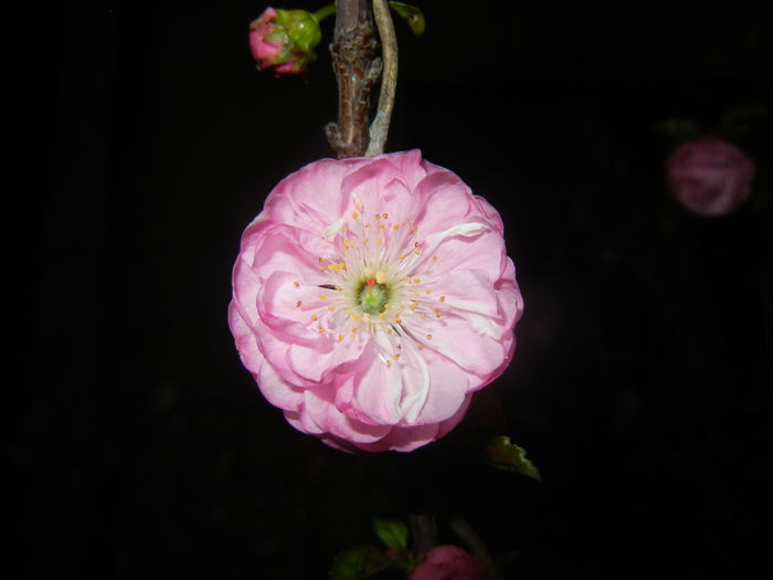 Prunus triloba (2015, April 12)