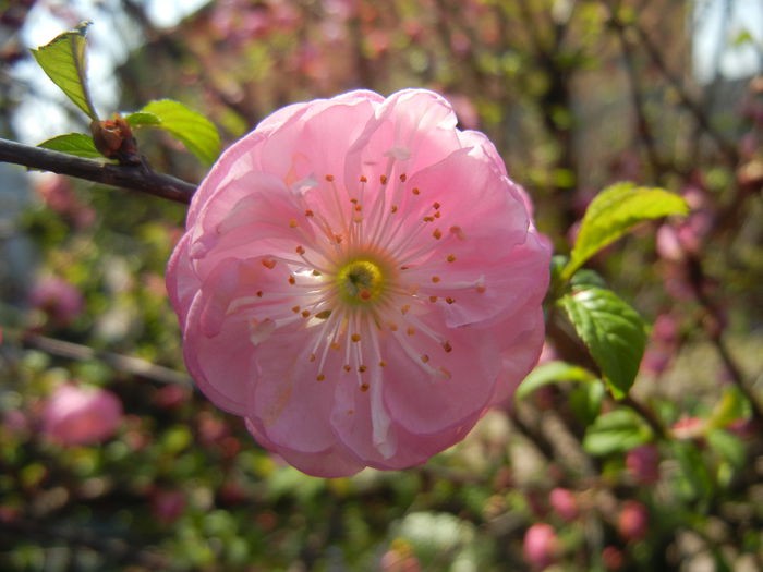 Prunus triloba (2015, April 13)