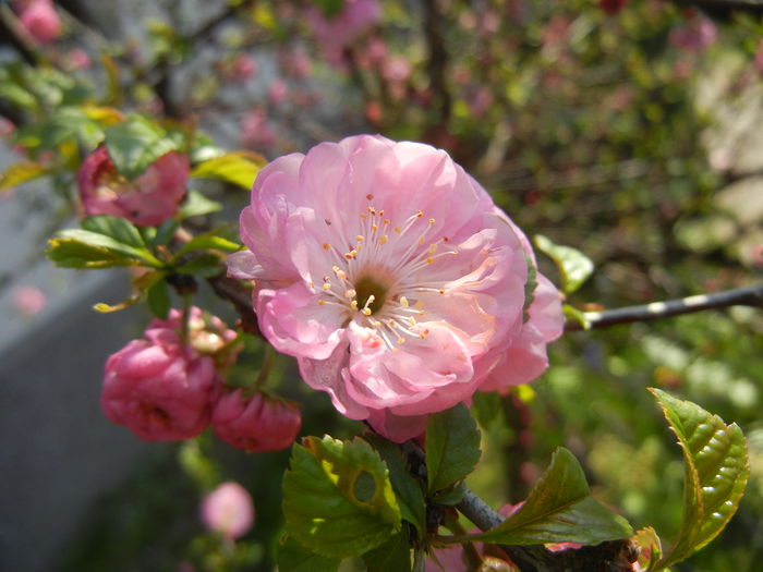 Prunus triloba (2015, April 13) Prunus triloba (2015, April 13)