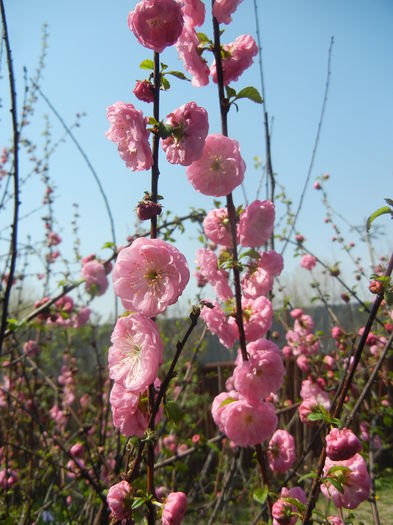 Prunus triloba (2015, April 13) Prunus triloba (2015, April 13)