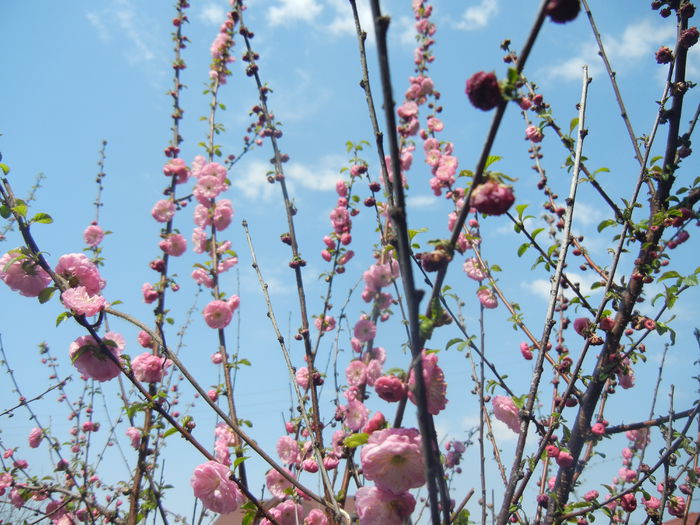 Prunus triloba (2015, April 13) Prunus triloba (2015, April 13)