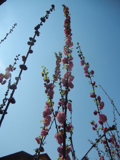 Prunus triloba (2015, April 13) - Prunus triloba
