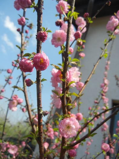 Prunus triloba (2015, April 13) - Prunus triloba