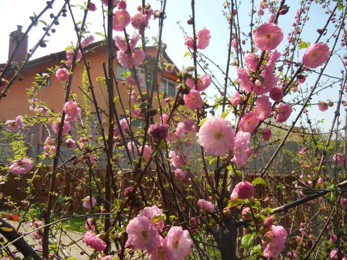 Prunus triloba (2015, April 13) Prunus triloba (2015, April 13)