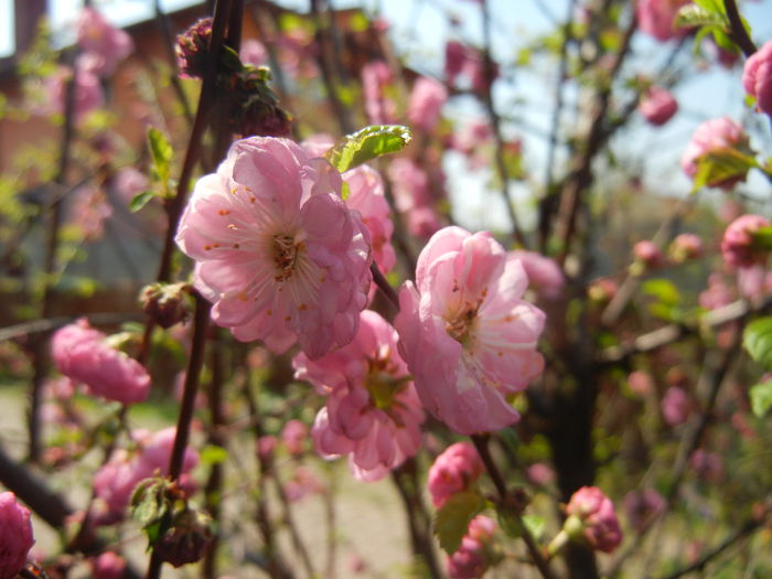 Prunus triloba (2015, April 13) - Prunus triloba