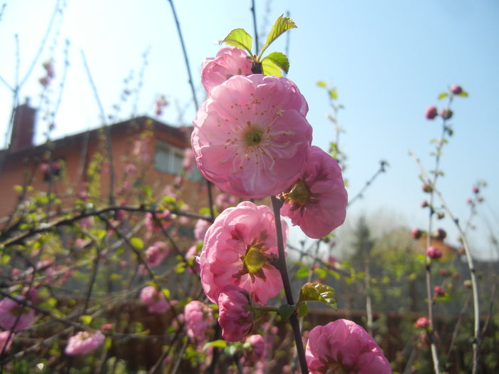 Prunus triloba (2015, April 13) Prunus triloba (2015, April 13)