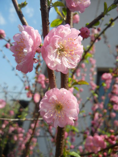 Prunus triloba (2015, April 13) Prunus triloba (2015, April 13)