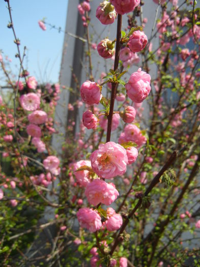 Prunus triloba (2015, April 13) Prunus triloba (2015, April 13)