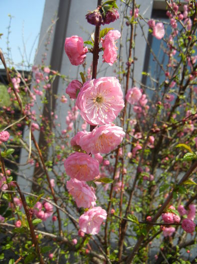 Prunus triloba (2015, April 13)