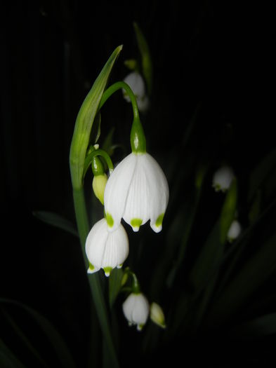 Leucojum aestivum (2015, April 12) - GHIOCEI_Leucojum aestivum