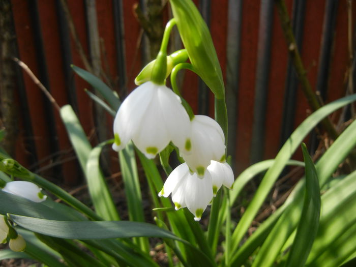 Leucojum aestivum (2015, April 13) - GHIOCEI_Leucojum aestivum