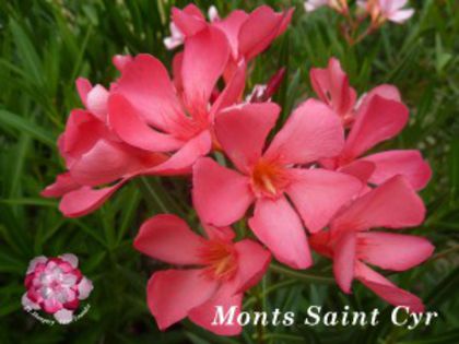 monts-saint-cyr