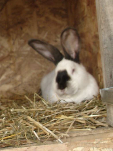 Urias de Transilvania mascul 6 luni