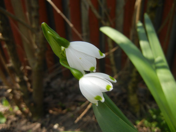 Leucojum aestivum (2015, April 13) - GHIOCEI_Leucojum aestivum