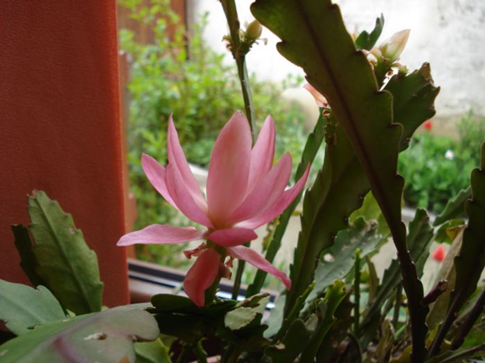 epi roz (2)