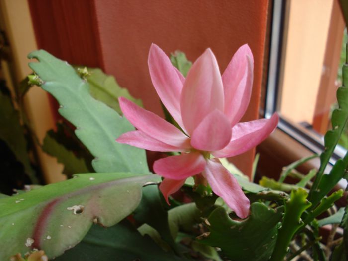 epi roz (3)