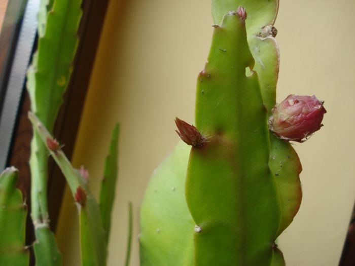 epi alb-galbui, boboci (2)