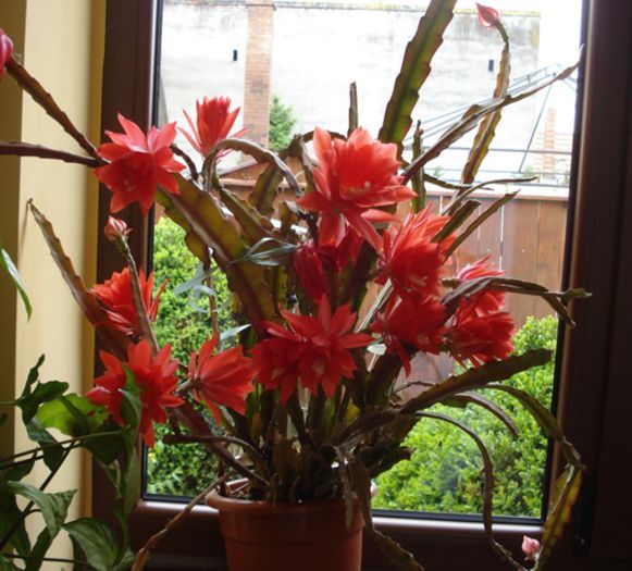 la apogeu (1) - b 2015 - in interior