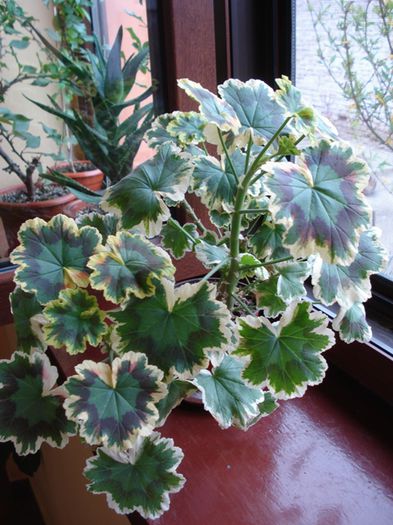 variegatii (1) - b 2015 - in interior