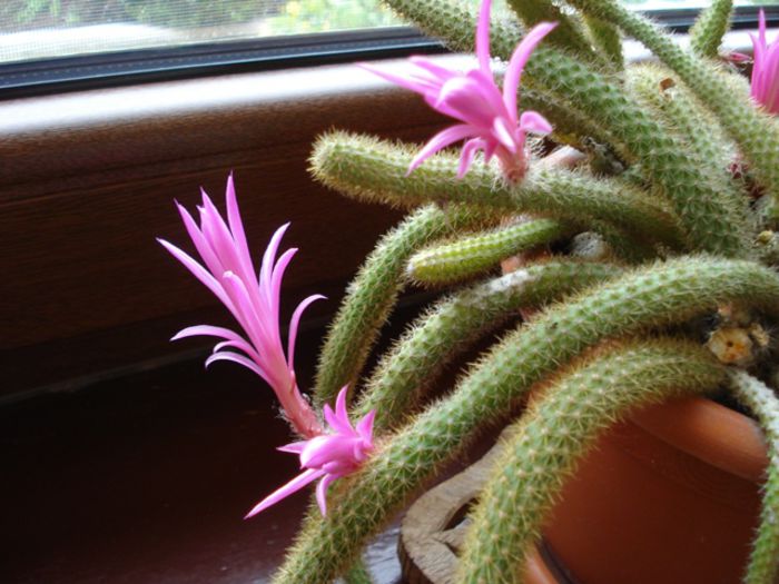 aporocactus (2) - b 2015 - in interior