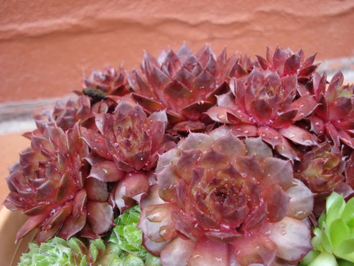 sempervivum  (2) - sempervivum