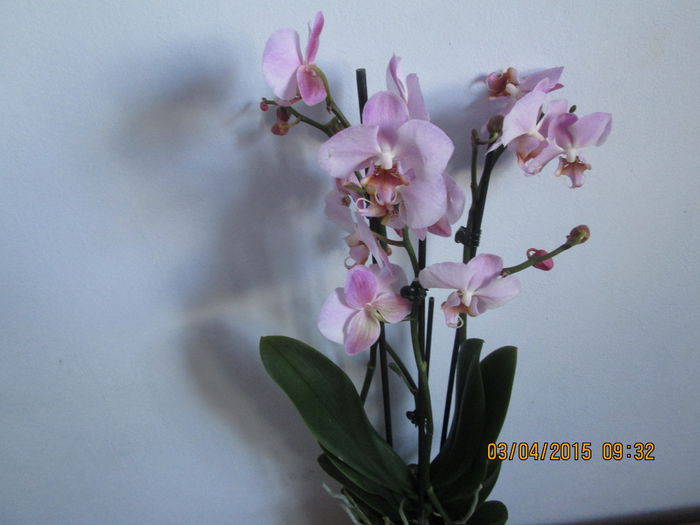 IMG_1267 - Florile mele aprilie 2015