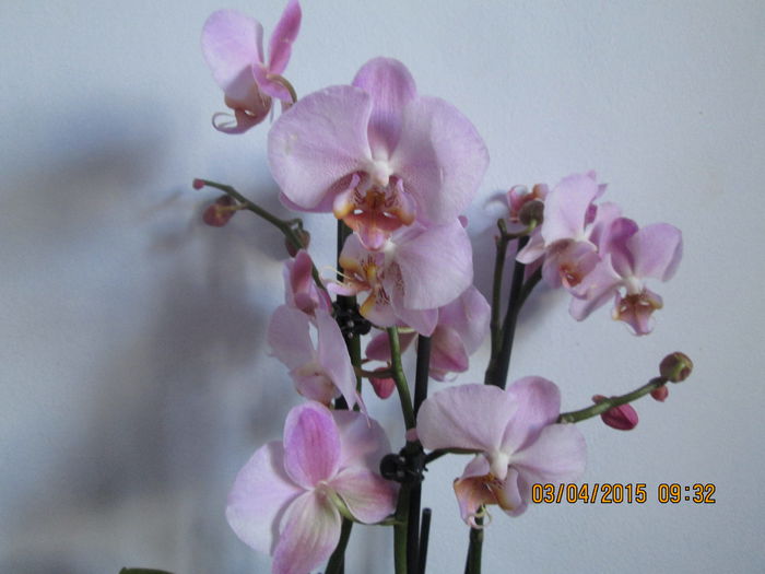 IMG_1268 - Florile mele aprilie 2015